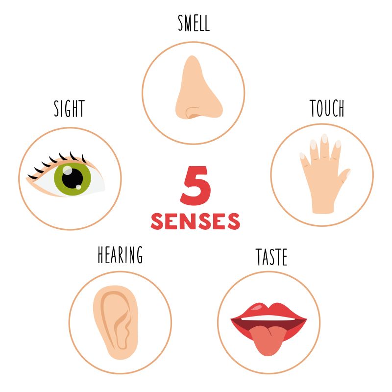 Five-Senses