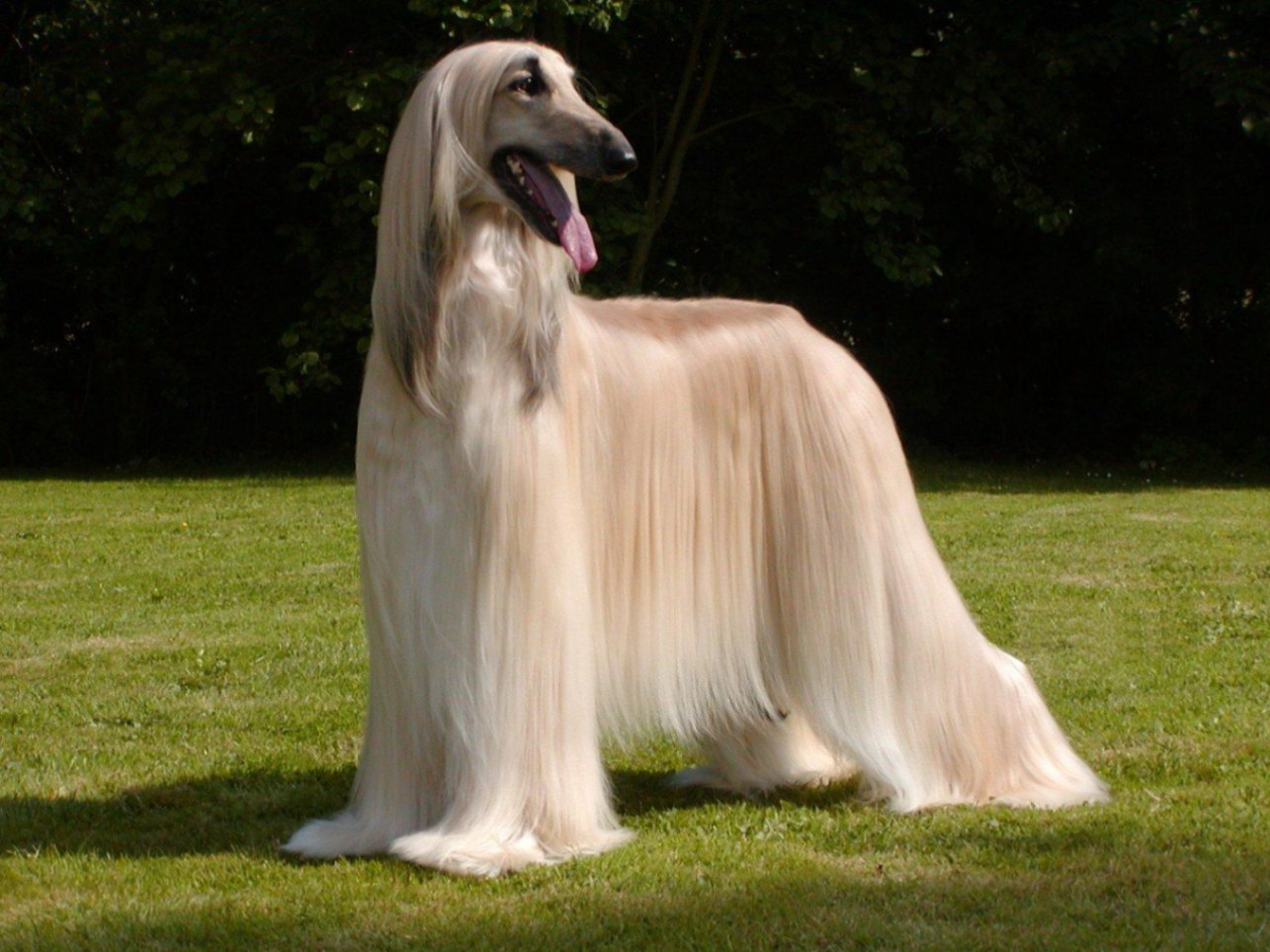 Dogs with silky store hair