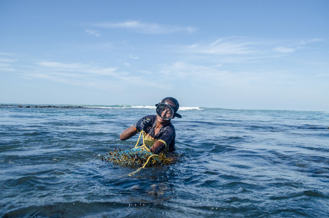 Meet the women ‘Seaweed Harvester’ of India who dive into the ocean to