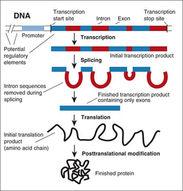 khorana experiment genetic code