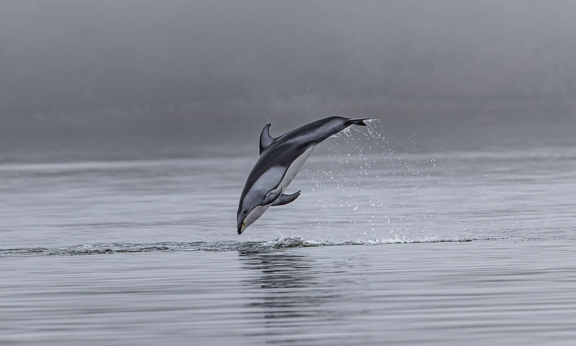 Dolphin population declines in vikramshila gangetic dolphin