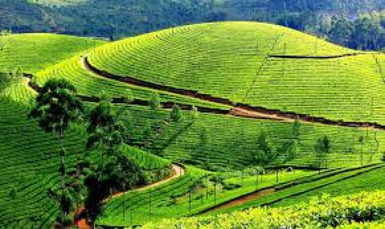 Kausani to Jolly Grant Airport (DED) Dehradun Taxi