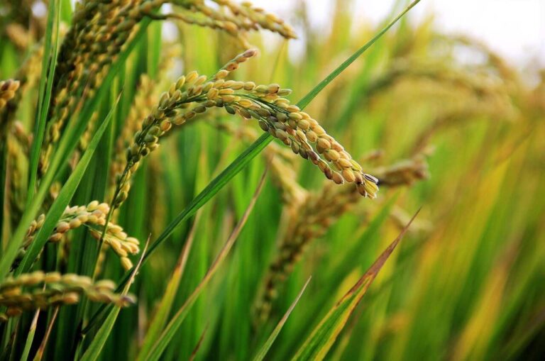 in-rice-field-2679153_1280-1.jpg