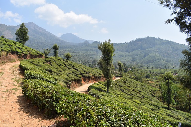 munnar-3992529_640.jpg