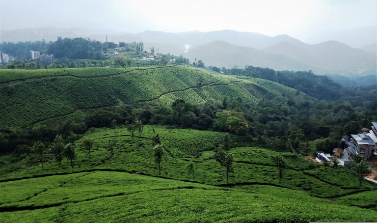 tea-plantation-3978403_1280.jpg
