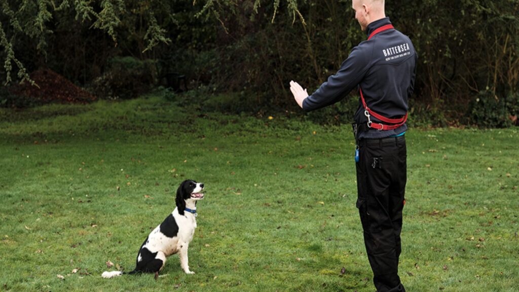 Dog-Trainer-.jpg