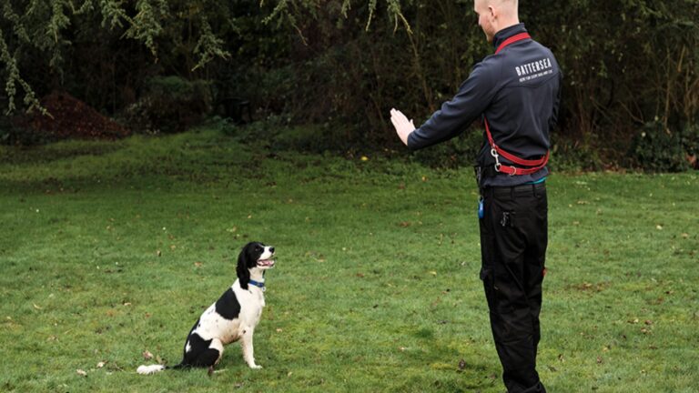 Dog-Trainer-.jpg