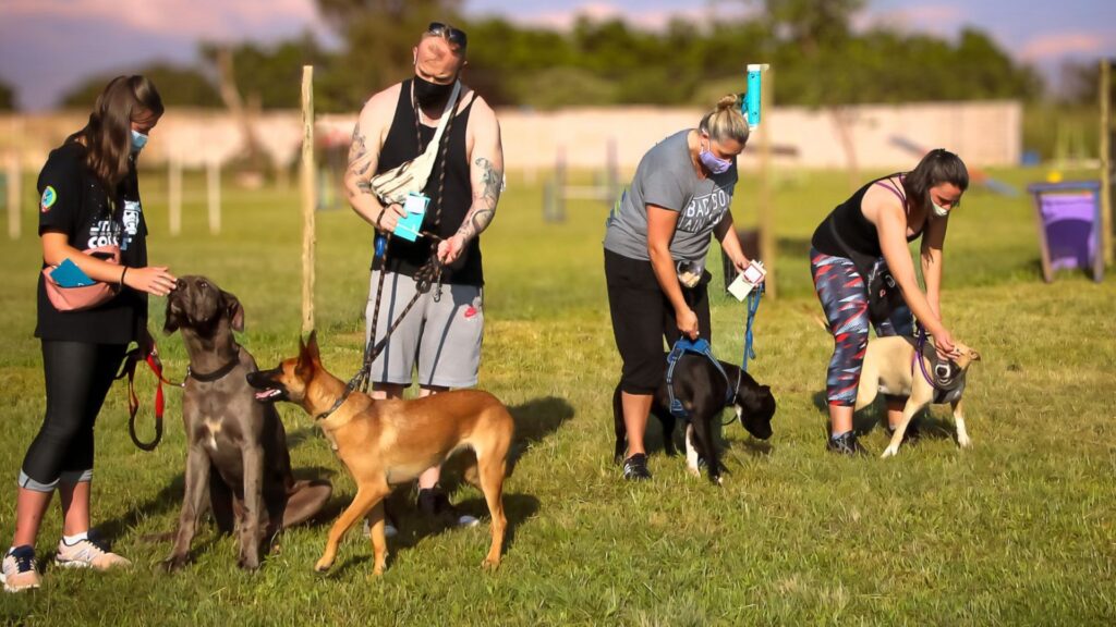 Obedience-Dog-Training.jpg