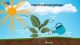 process of photosynthesis