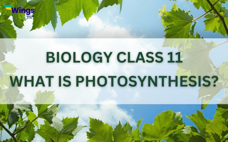 what is photosynthesis