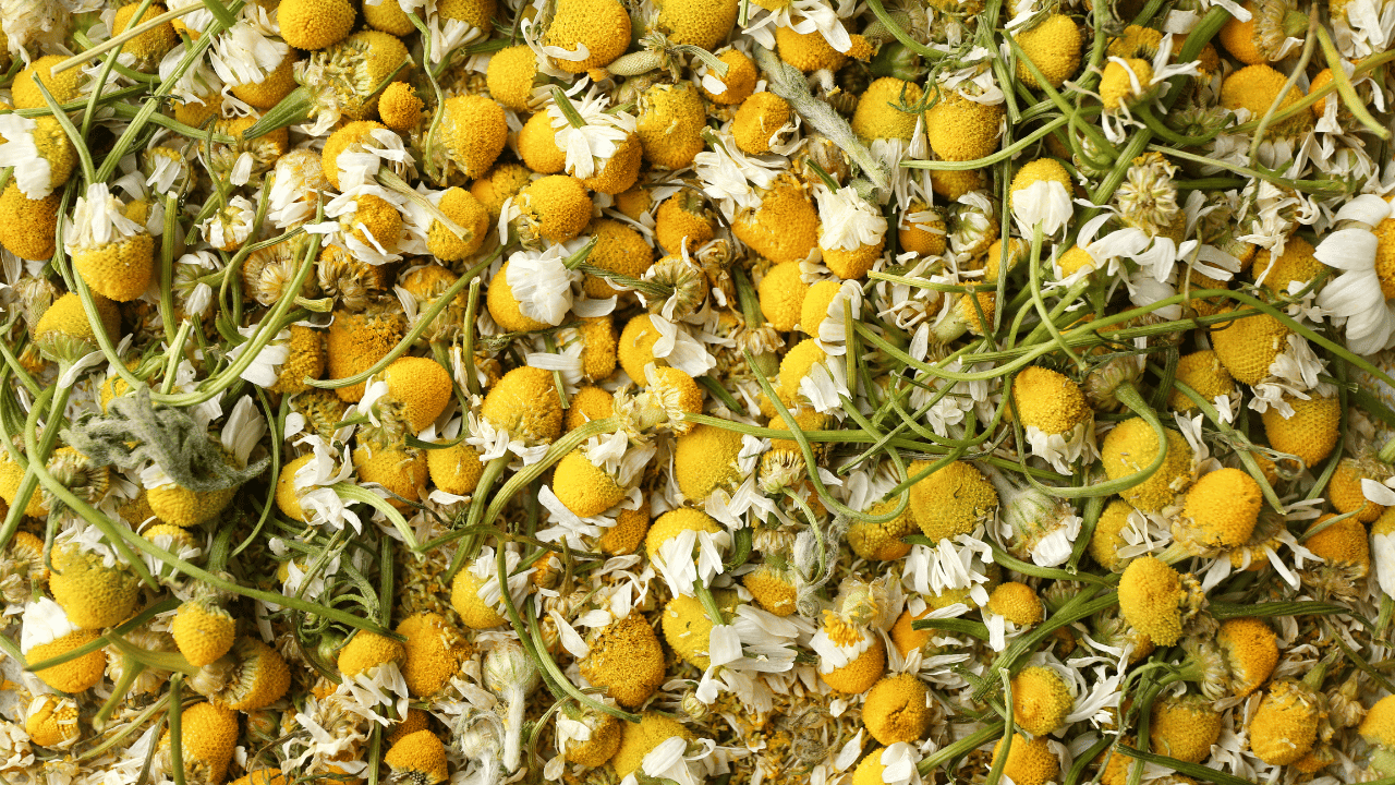 Chamomile Lemon Muffins recipe.