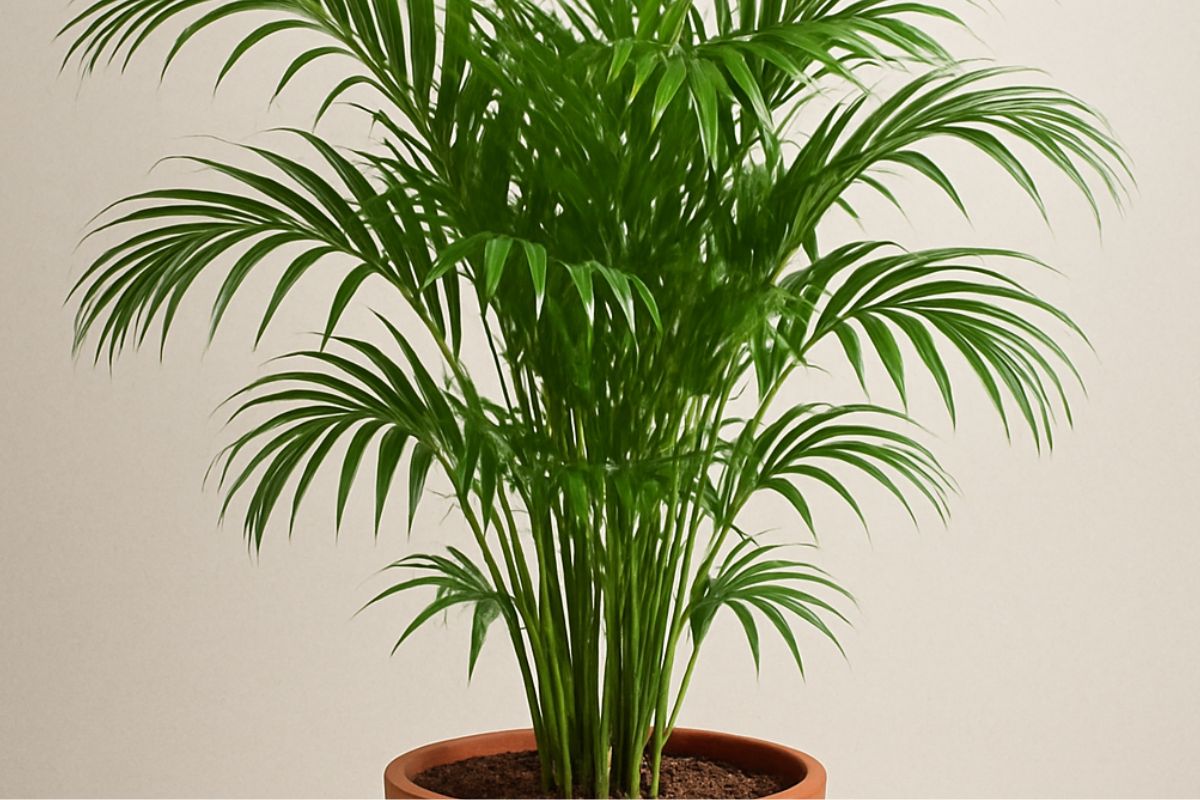 Beautiful Plants For Home: Areca Palm