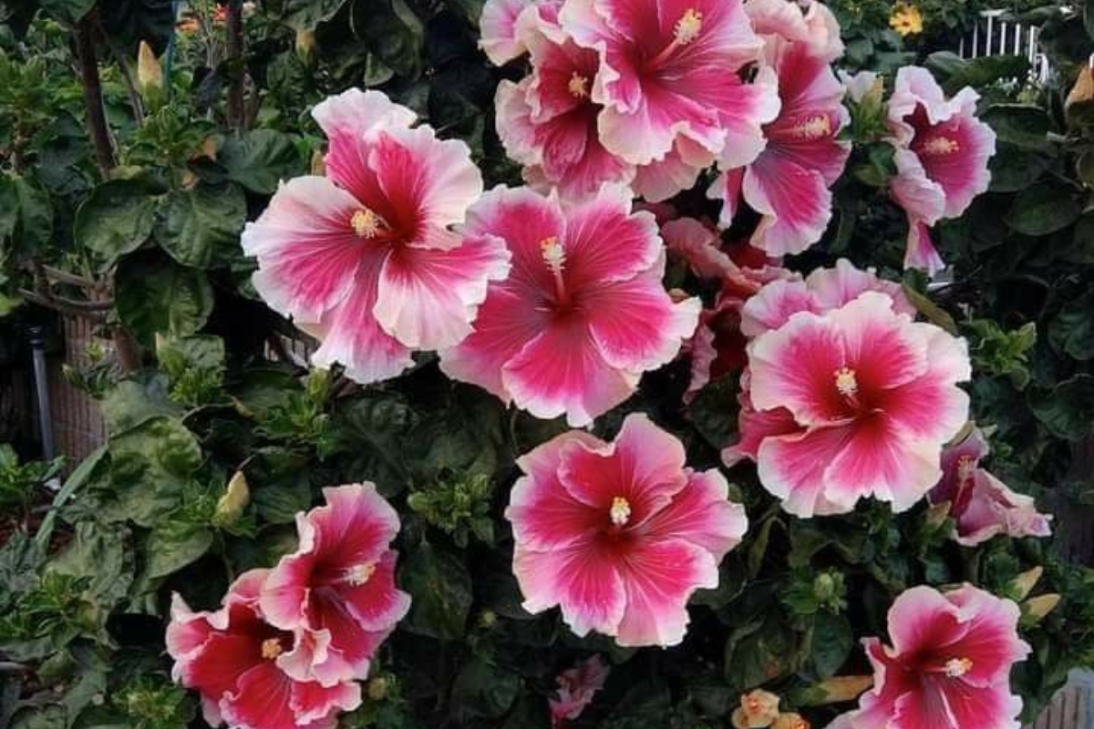 Gardening Tips: घर के बगीचे में लगाएं ये रंग-बिरंगे फूल, जो हर कोने में भर देंगे खुशबू और खूबसूरती 6 बागवानी युक्तियाँ