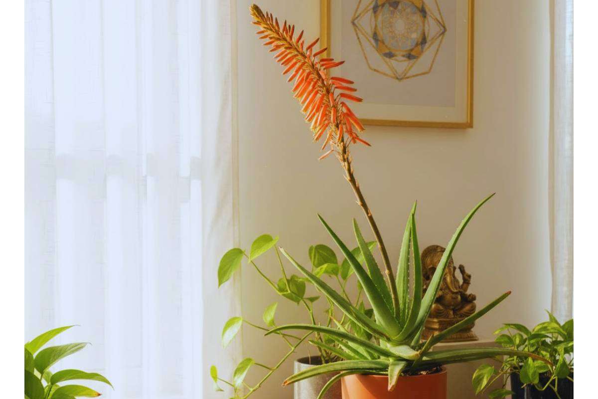 Vastu Benefits Aloevera Flower Min