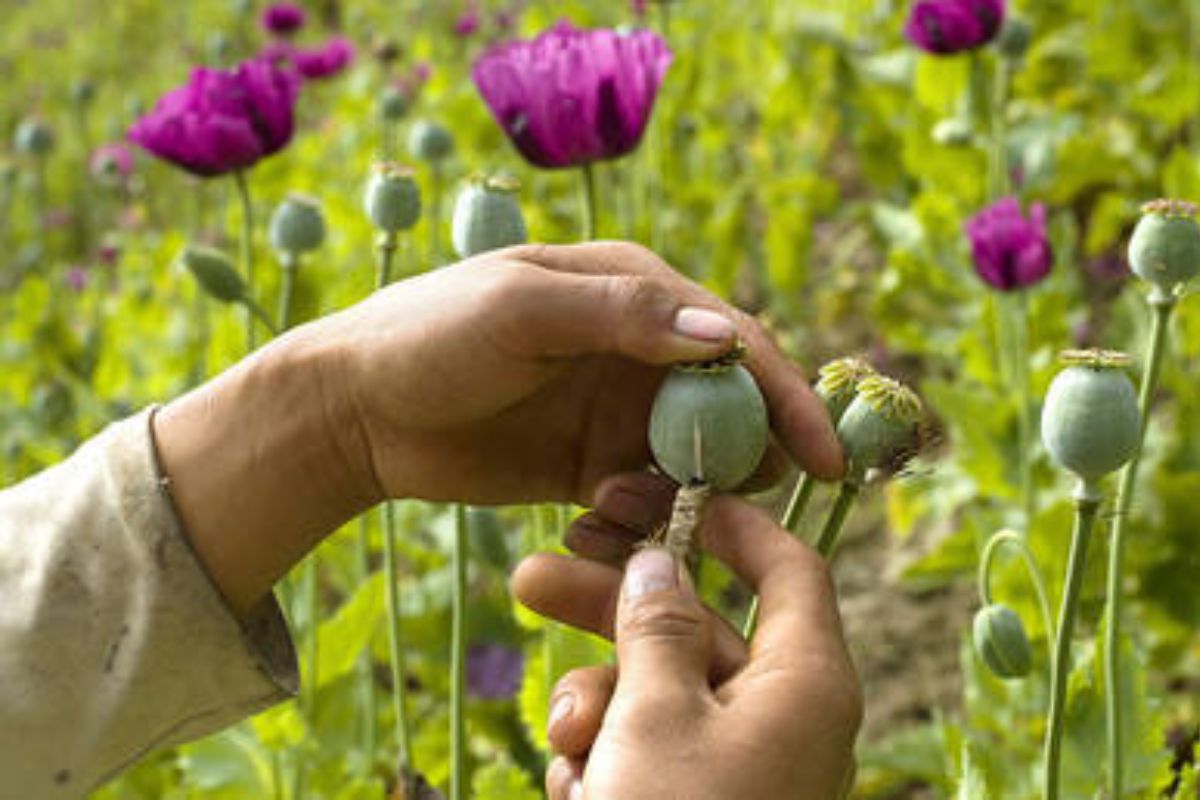 अमेरिका ने अफगानिस्तान में आसमान से कौन से बीज गिराये? CIA का वो सीक्रेट मिशन, जिसकी भनक तक नहीं लगी 5 अफगानिस्तान में पोस्ता 4