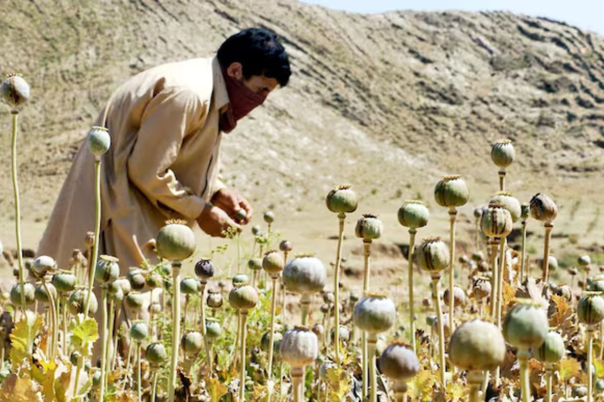 अमेरिका ने अफगानिस्तान में आसमान से कौन से बीज गिराये? CIA का वो सीक्रेट मिशन, जिसका पता भी नहीं चला 7 अफगानिस्तान में पोस्ता 5