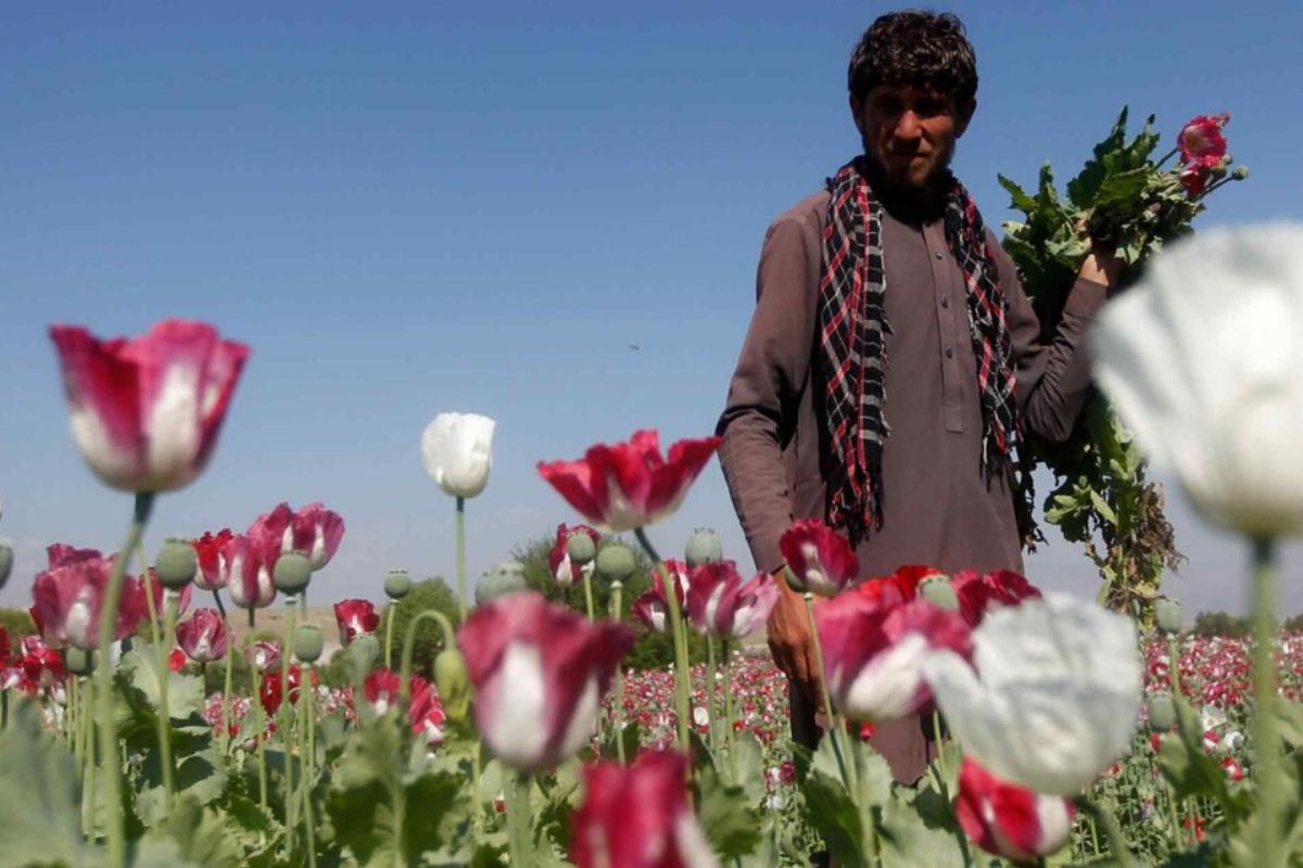 अमेरिका ने अफगानिस्तान में आसमान से कौन से बीज गिराये? CIA का वो सीक्रेट मिशन, जिसकी भनक तक नहीं लगी 8 अफगानिस्तान में पोस्ता 6