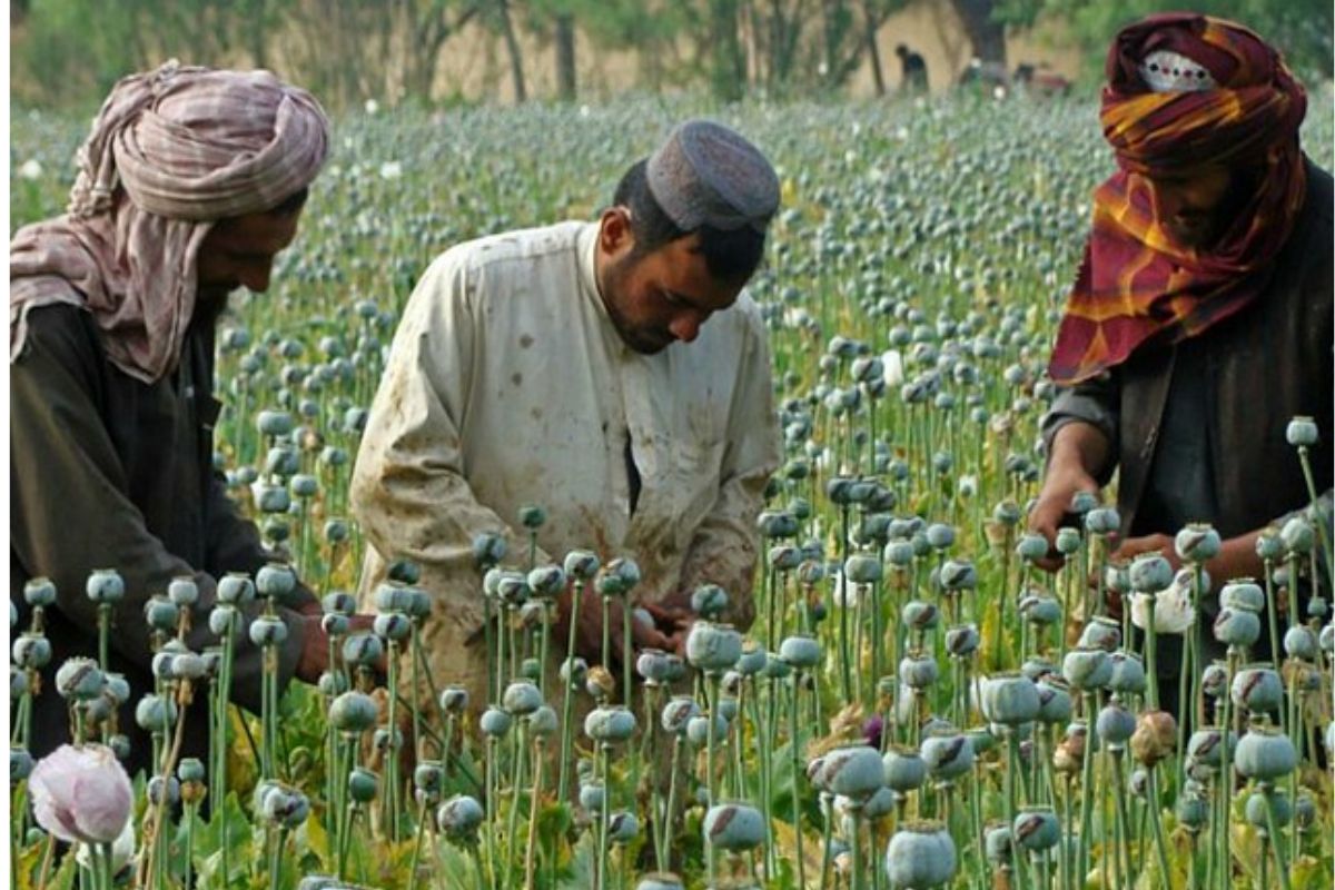 अमेरिका ने अफगानिस्तान में आसमान से कौन से बीज गिराये? CIA का वो सीक्रेट मिशन, जिसकी भनक तक नहीं लगी 9 अफगानिस्तान में पोस्ता 7