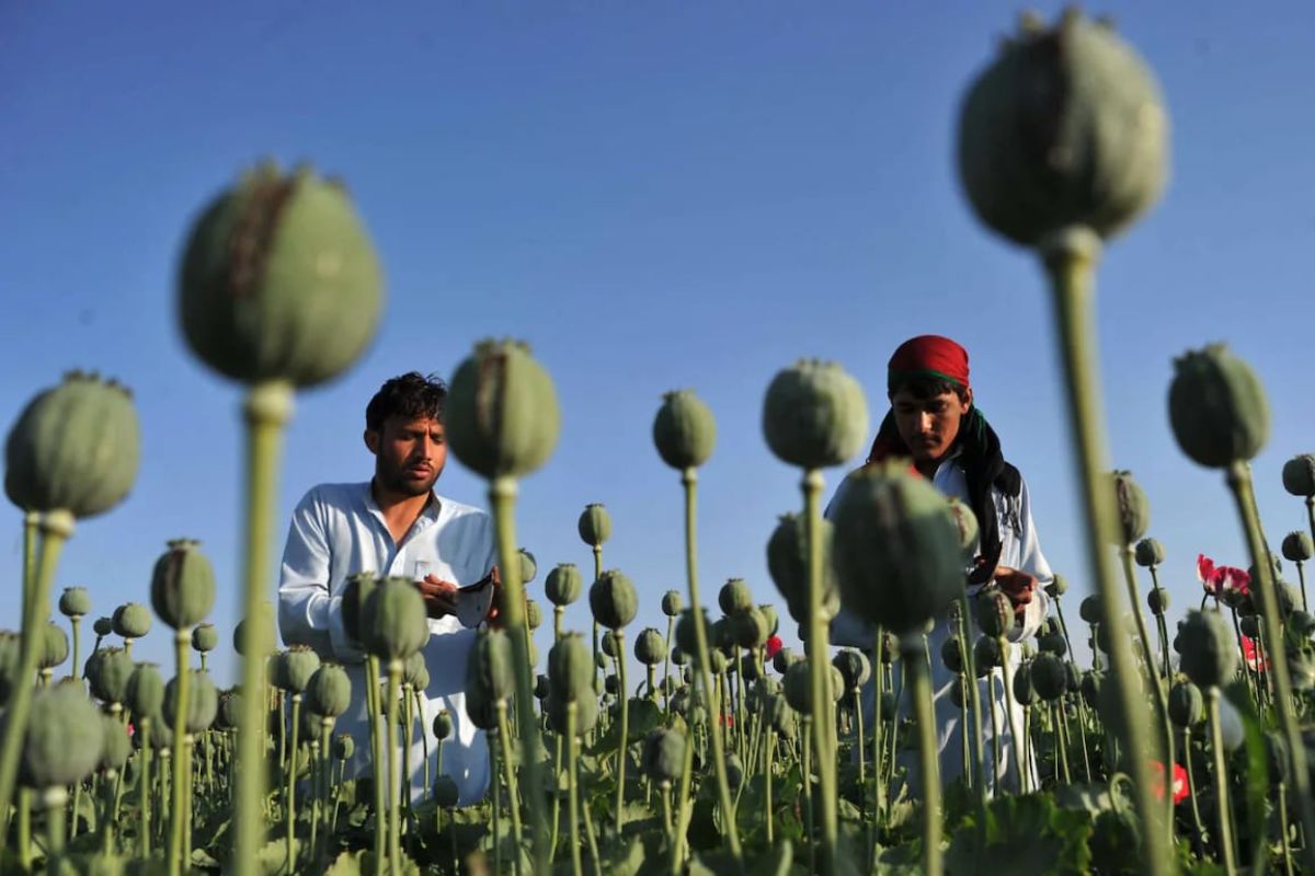 अमेरिका ने अफगानिस्तान में आसमान से कौन से बीज गिराये? CIA का वो सीक्रेट मिशन, जिसके बारे में 10 को भी किसी को खबर नहीं थी अफगानिस्तान में पोस्ता 8