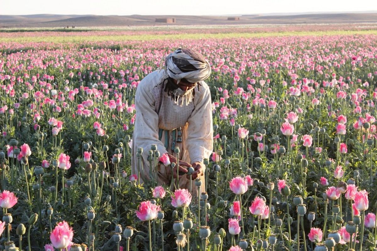 अमेरिका ने अफगानिस्तान में आसमान से कौन से बीज गिराये? CIA का वो सीक्रेट मिशन, जिसके बारे में किसी को पता भी नहीं था 11 अफगानिस्तान में पोस्ता 9