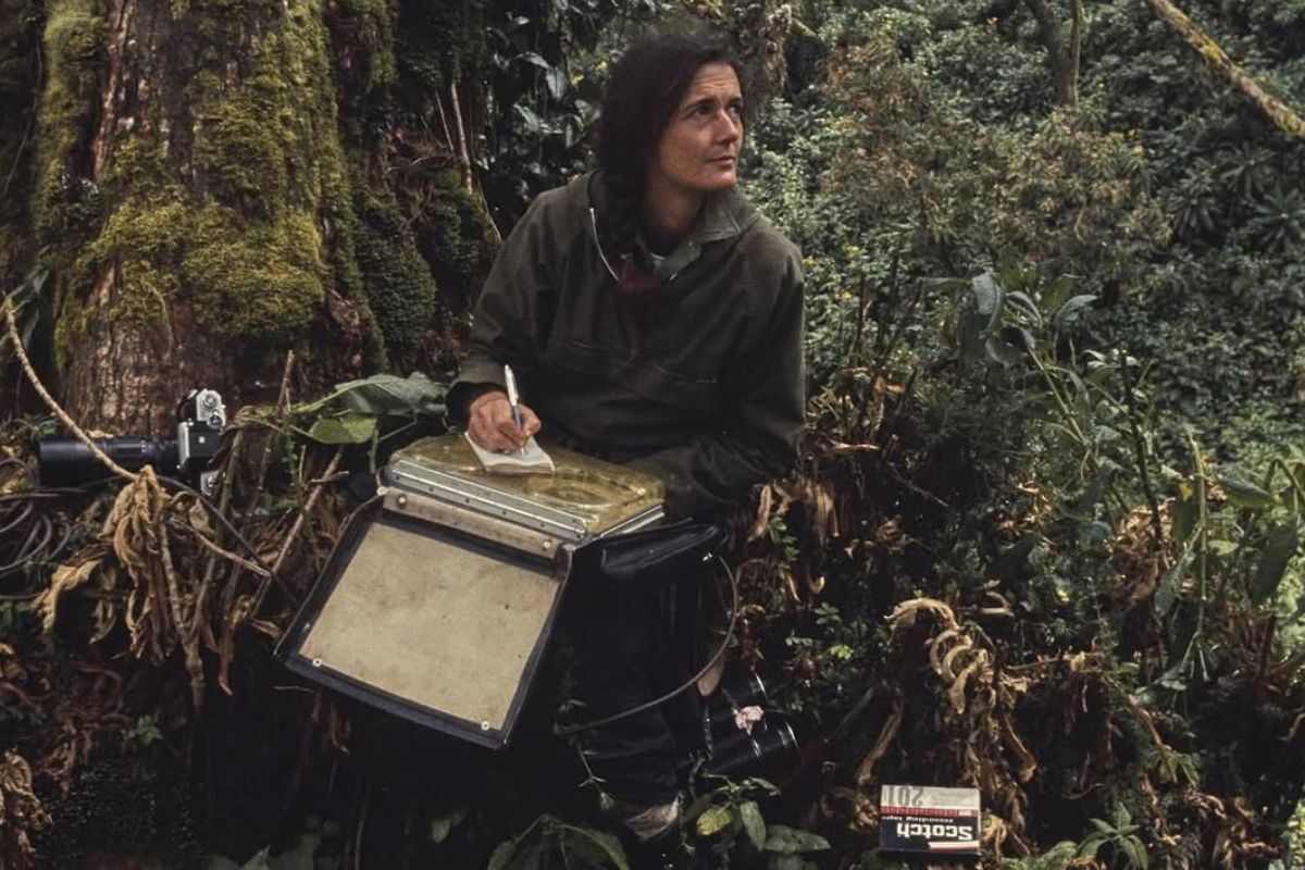 Dian Fossey At Research Centre