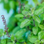 Tulsi Plant Vastu Tips