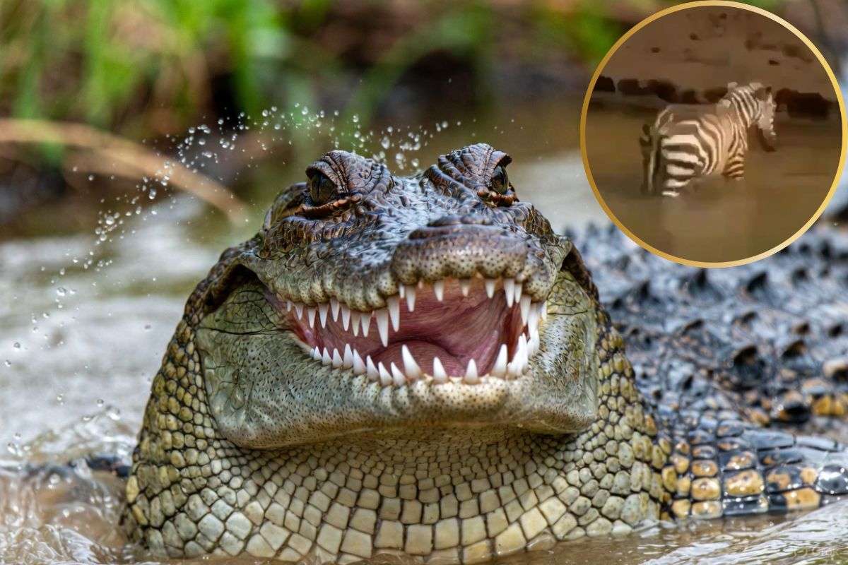 Viral Video: शिकार छूटने पर गुस्से से तिलमिला उठा मगरमच्छ, ऐसे निकाली भड़ास की आ जाएगी हंसी