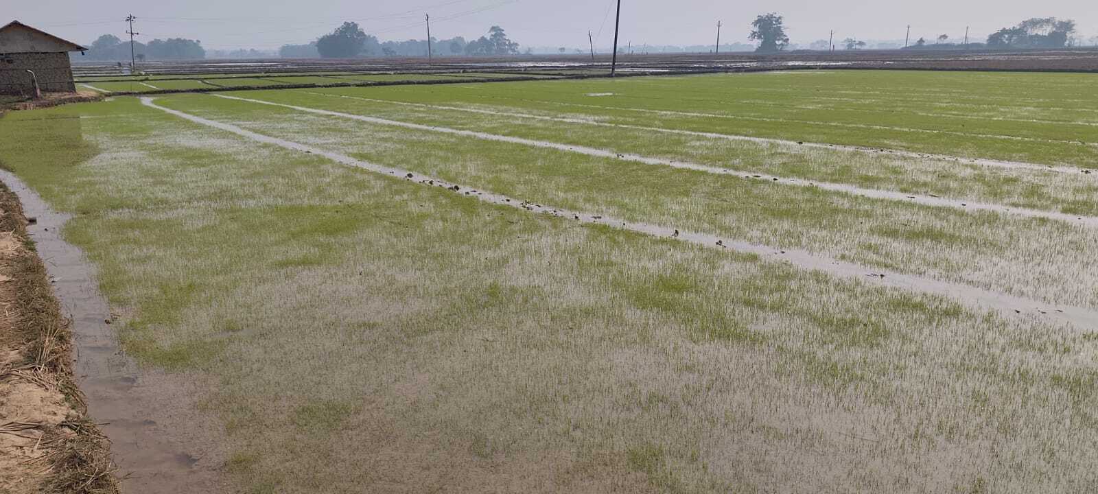 East Singhbhum News : बहरागोड़ा के कई गांवों में गरमा धान की खेती शुरू