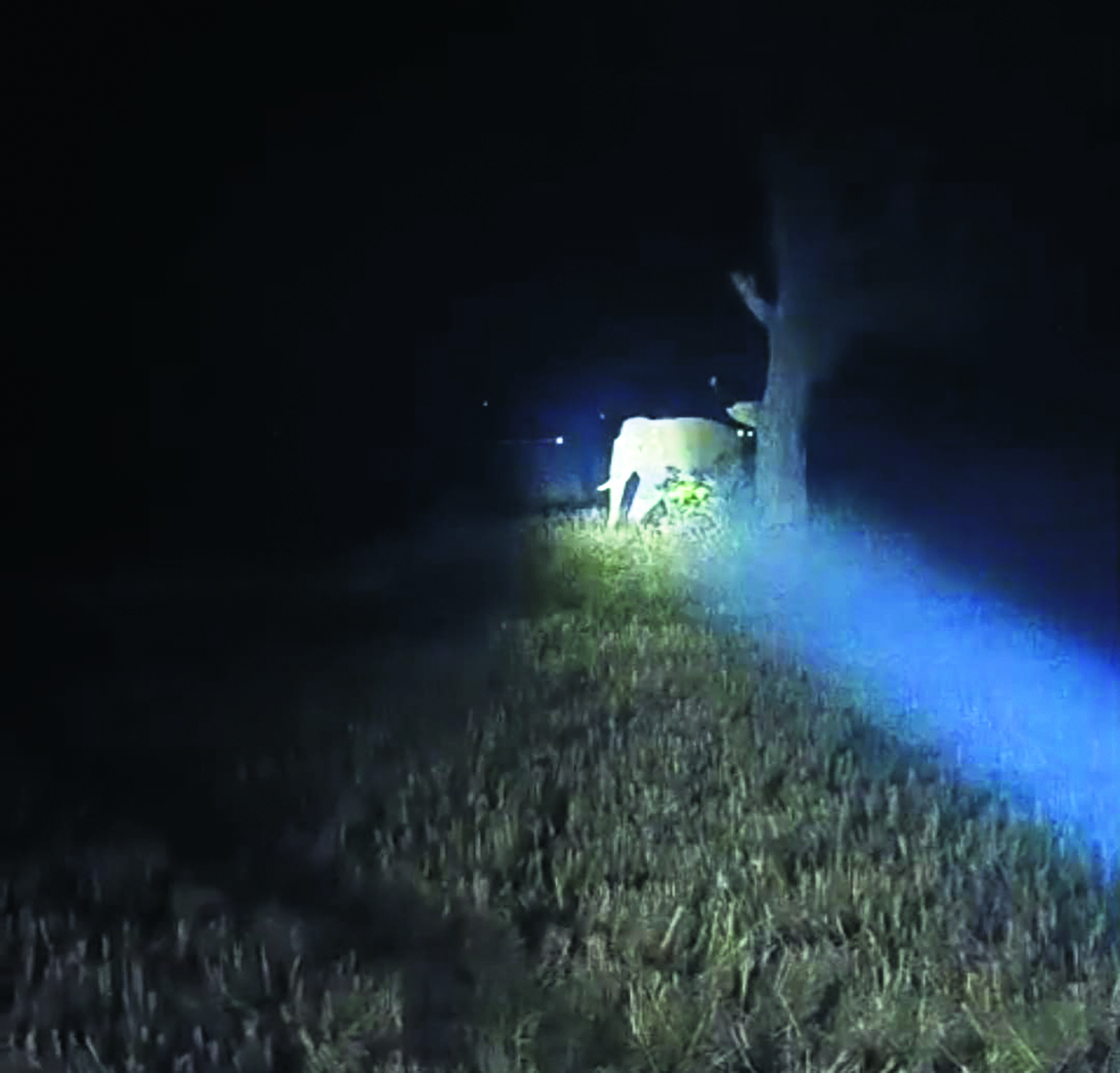 Sundergarh News : बंडामुंडा क्षेत्र में तीसरे दिन भी हाथियों ने झुंड ने मचाया उत्पात, ट्रेन परिचालन बाधित