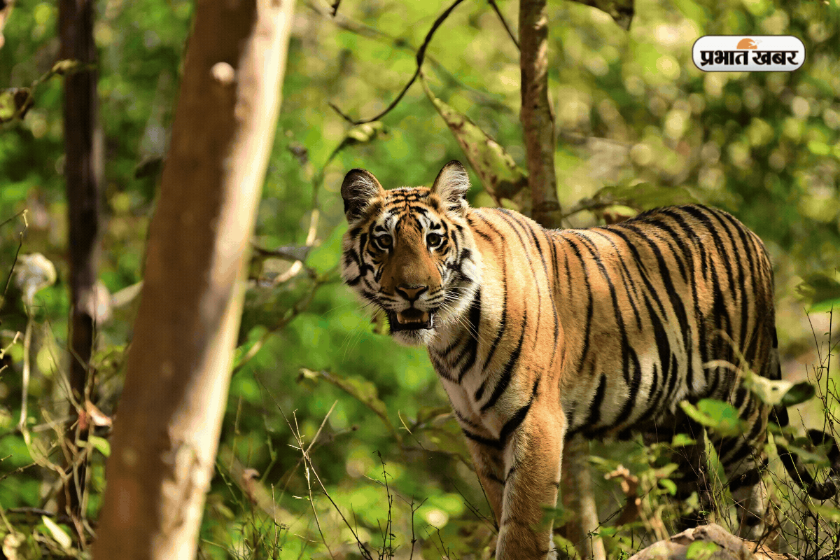 भारत का कौन सा शहर टाइगर कैपिटल के लिए है फेमस? जानें इसके पीछे की वजह