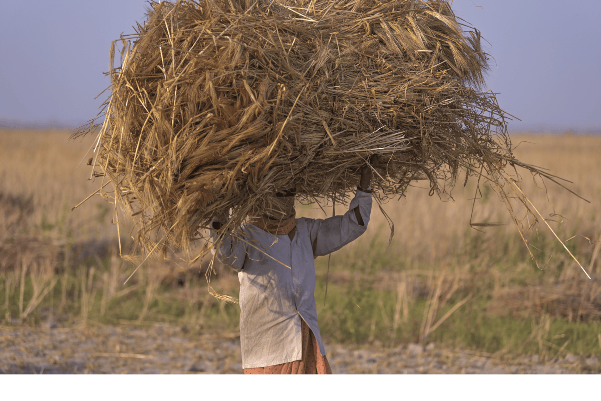 अब रजिस्ट्री के बिना भी गेहूं बेच सकेंगे यूपी के किसान