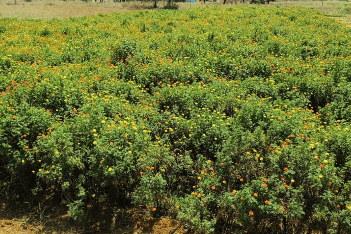 गढ़वा: तेज गर्मी में भी महक रहे गेंदे के फूल, सासाराम तक सप्लाई कर किसान बना मिसाल