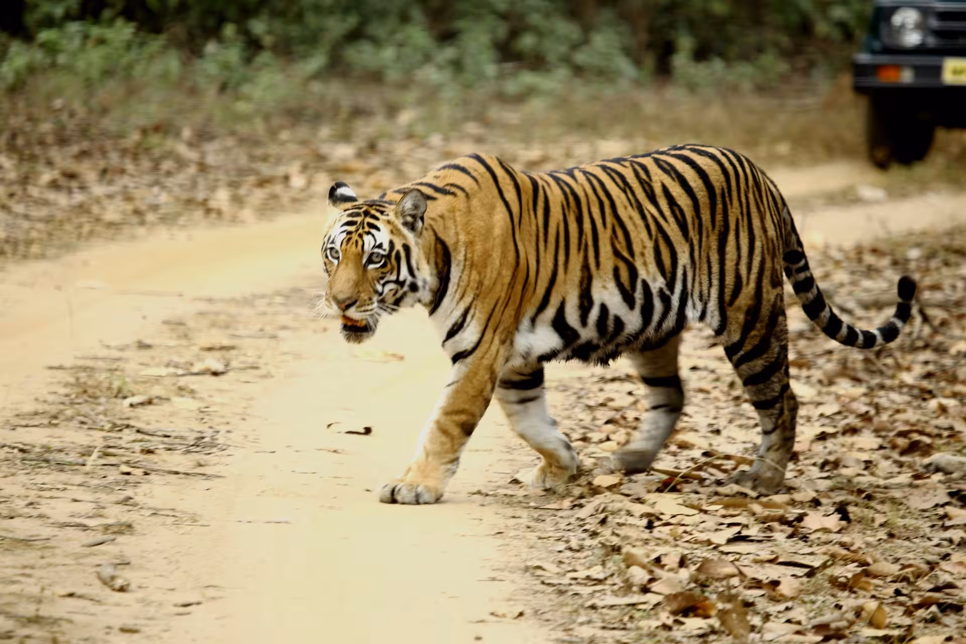 Kanha National Park in Madhya Pradesh