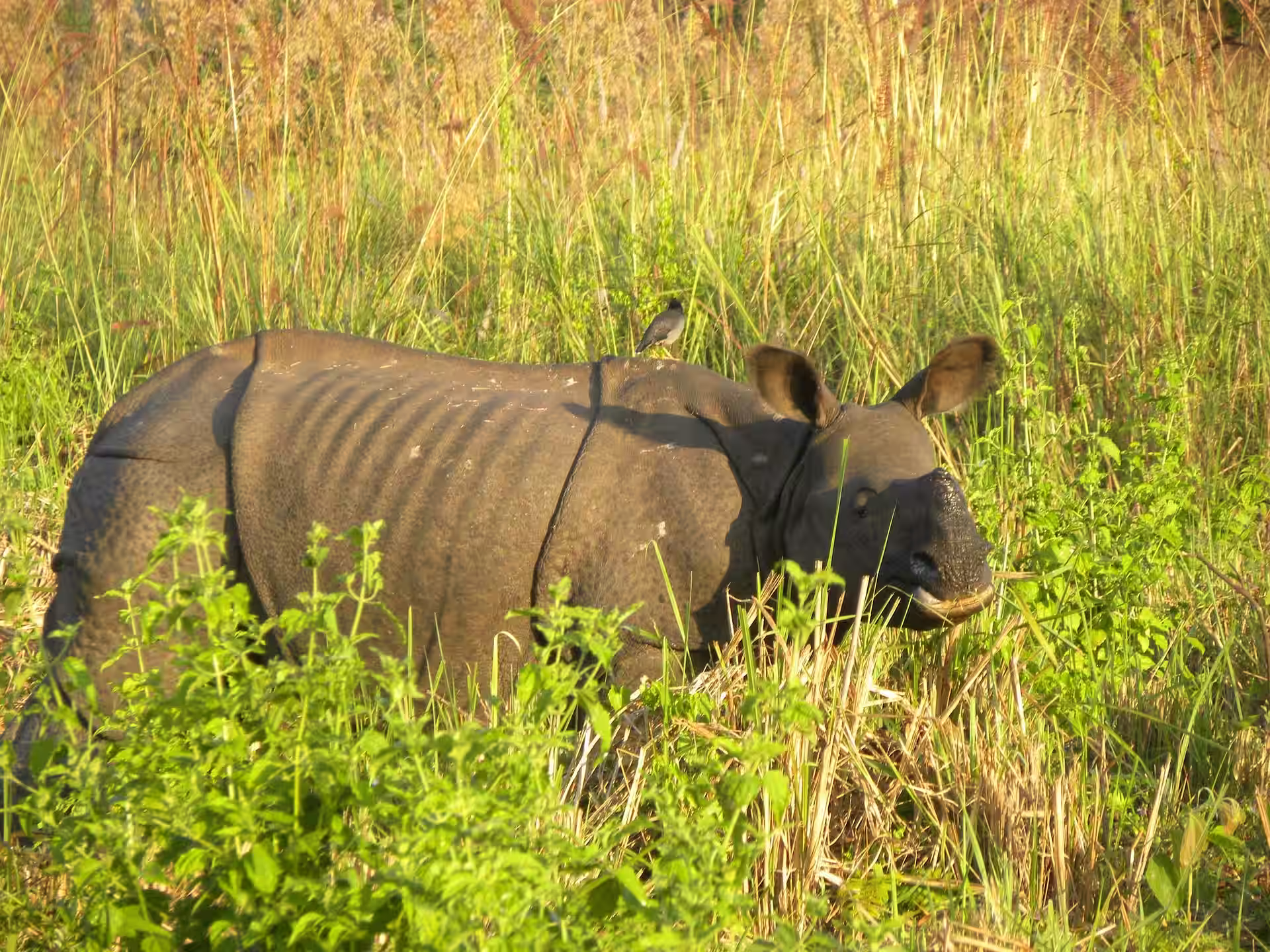 Forest and wildlife habitat at Manas National Park