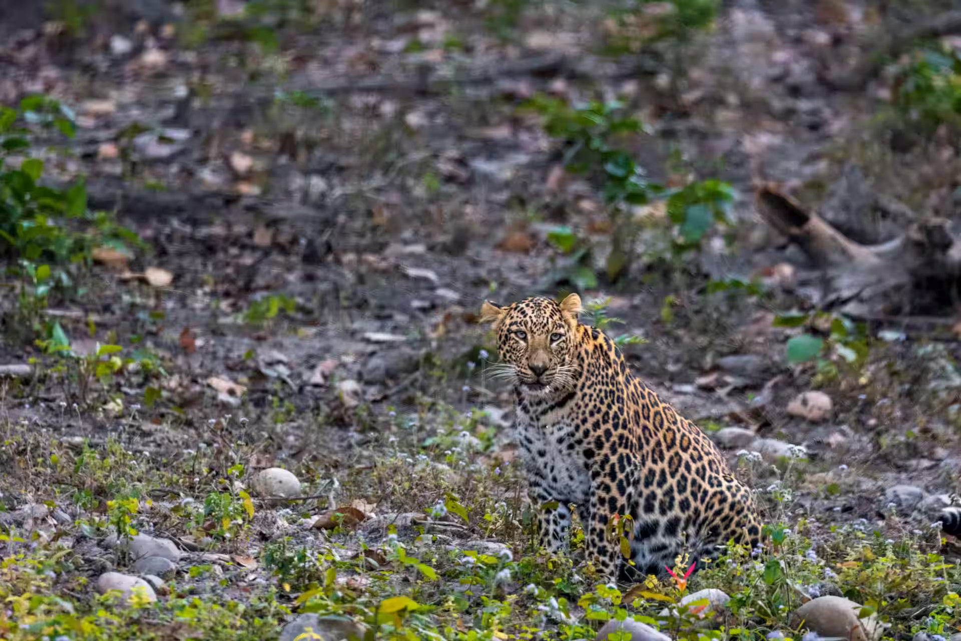 Rajaji National Park forest landscape