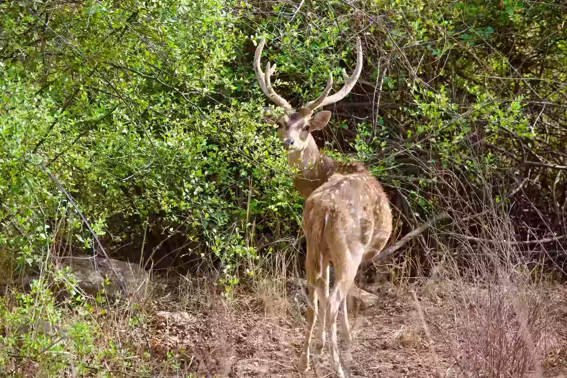 Wildlife at Sariska Tiger Reserve Rajasthan