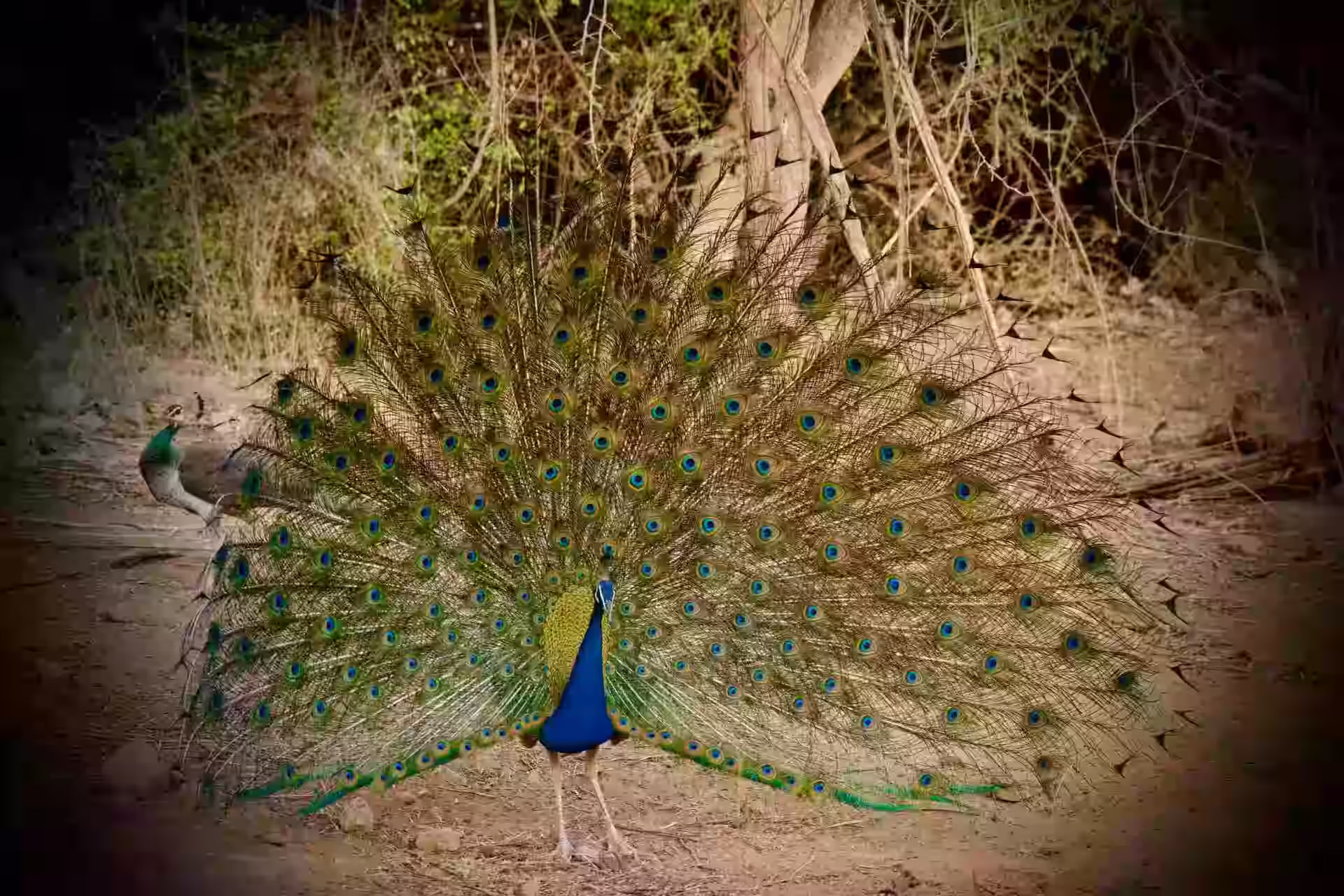 Peacock bird in India with colorful feathers