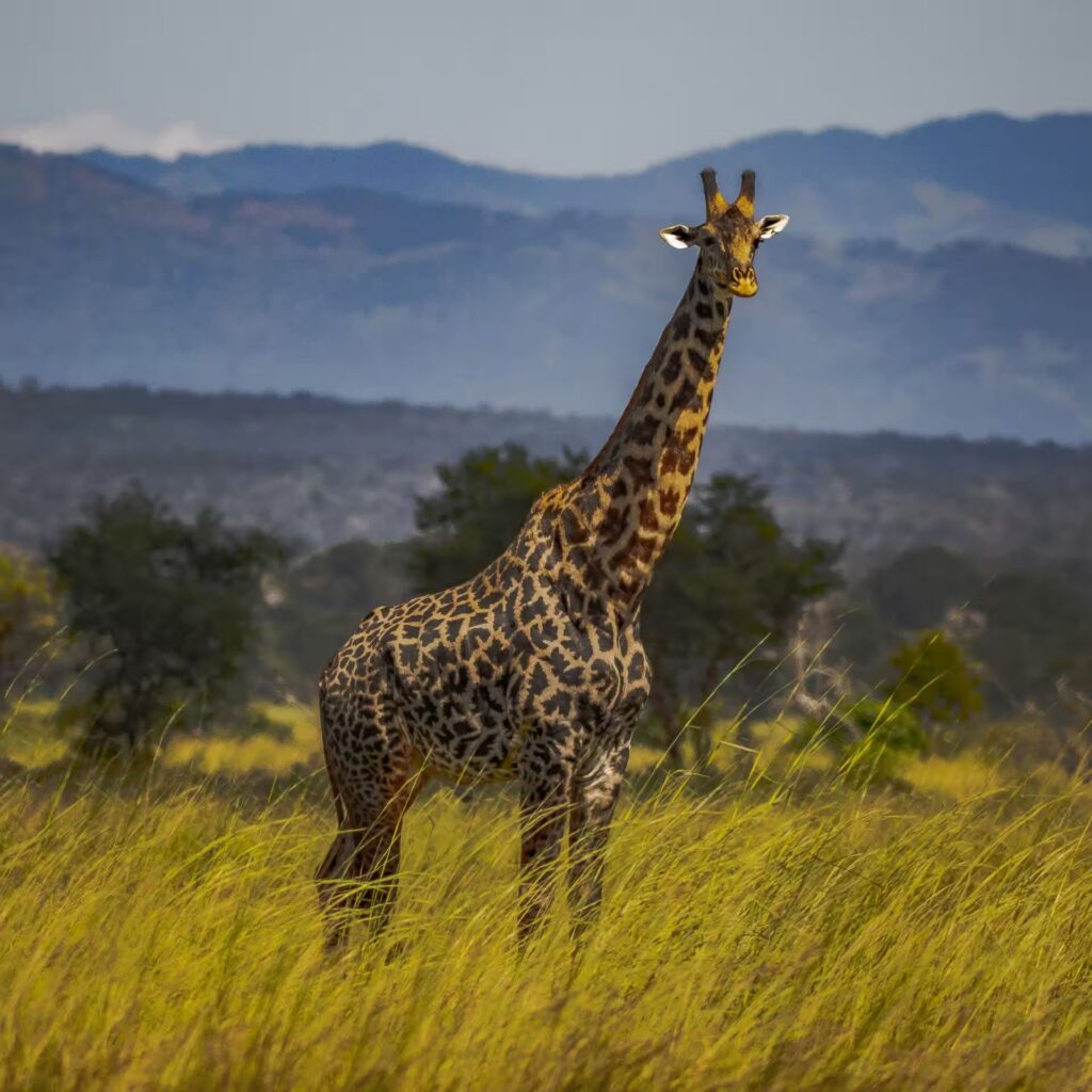 UNESCO India - taj Mahal World Heritage site of India Tajmahal