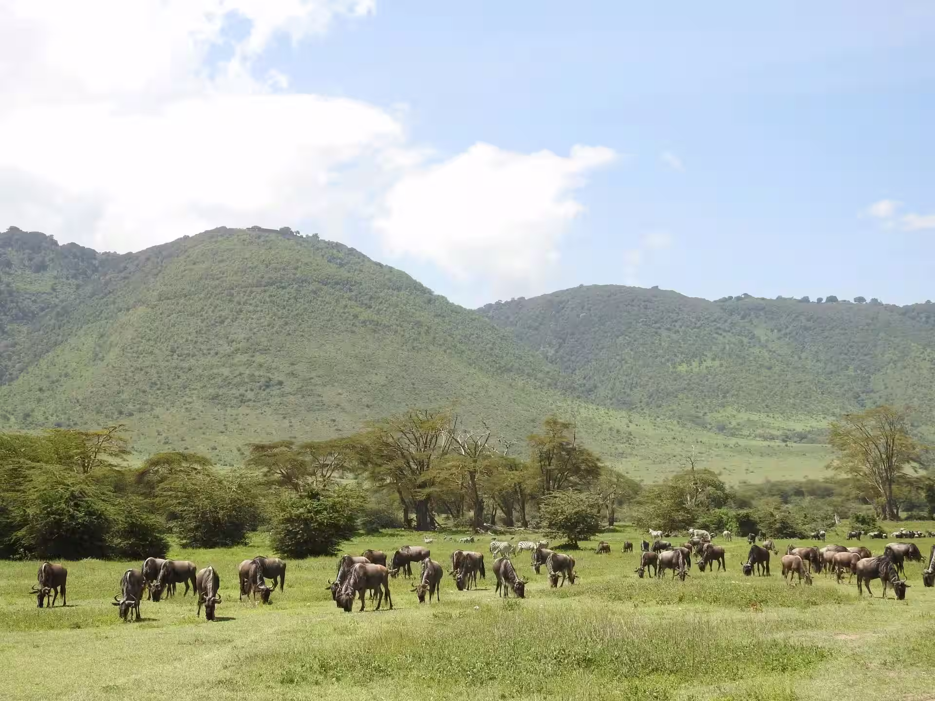 Wildlife safari experience in Tanzania