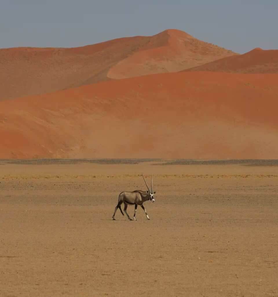 World Heritage site of India Tajmahal