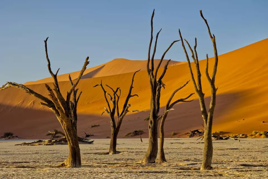 Sossusvlei and Deadvlei in Namibia Deadvlei clay pan and red dunes in Sossusvlei