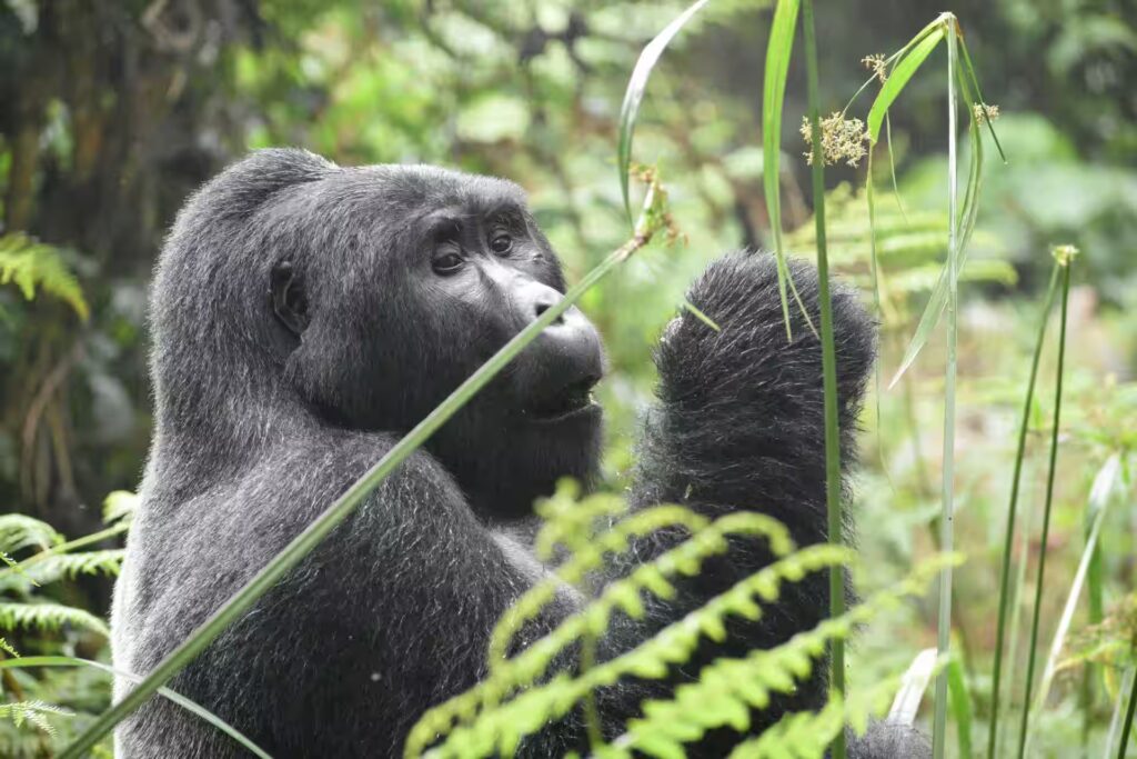 Wildlife and safari tours in Rwanda Wildlife safari experience in Rwanda