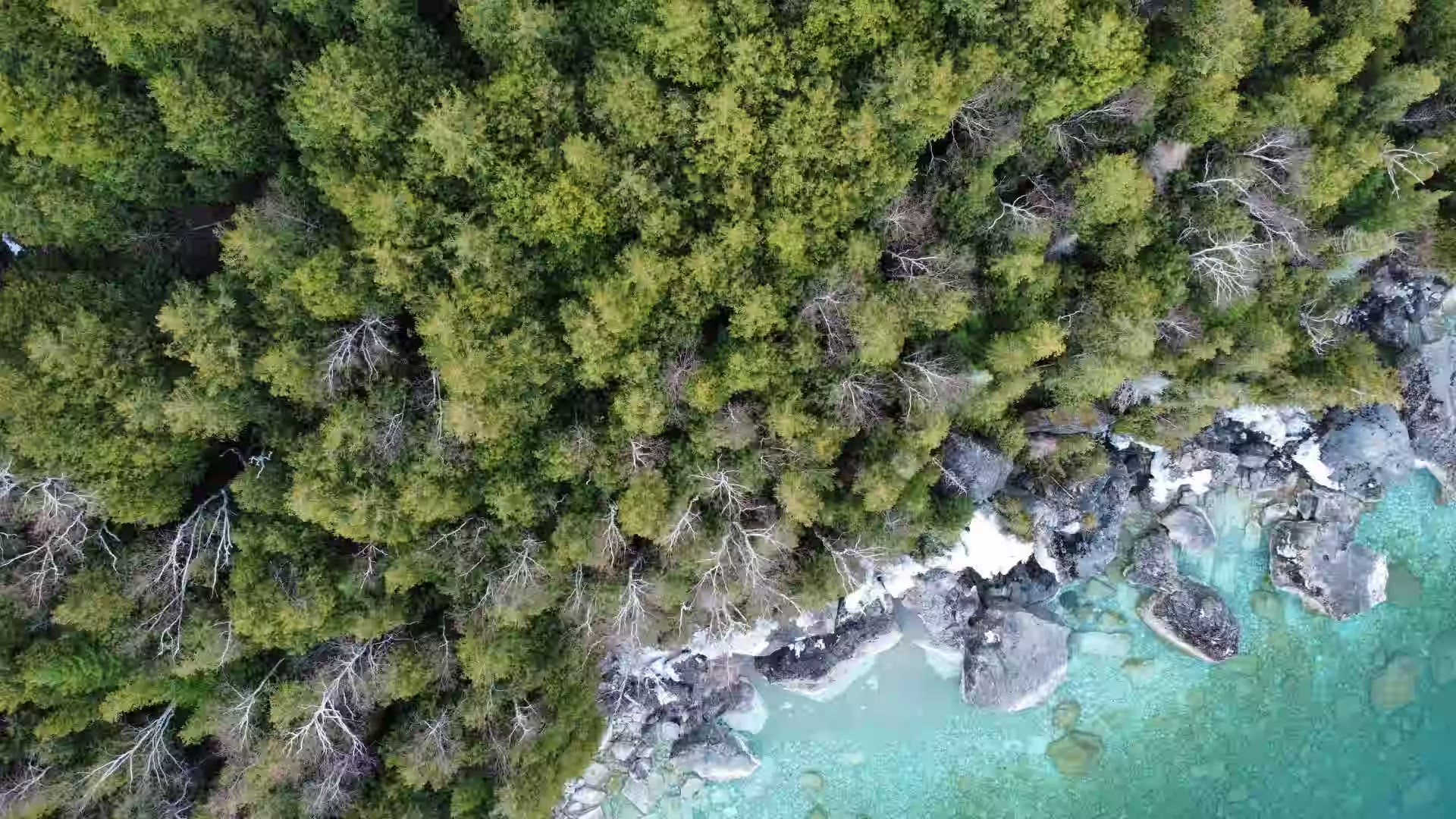 Dense forest and hills of Morne Seychellois National Park