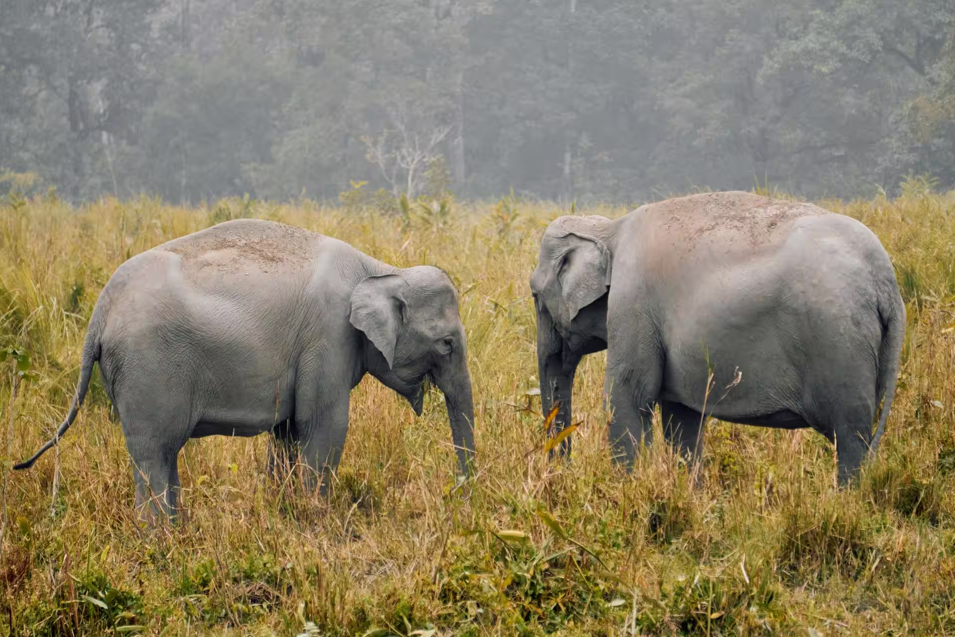 Indian rhinoceroses grazing inside Nameri National Park in Assam