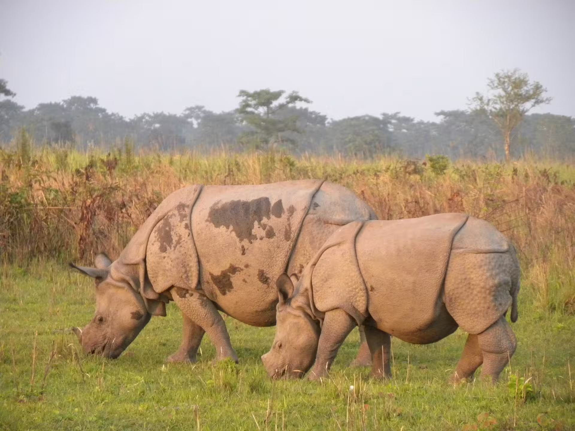 Wild elephants roaming in grassland at Manas National Park in Assam