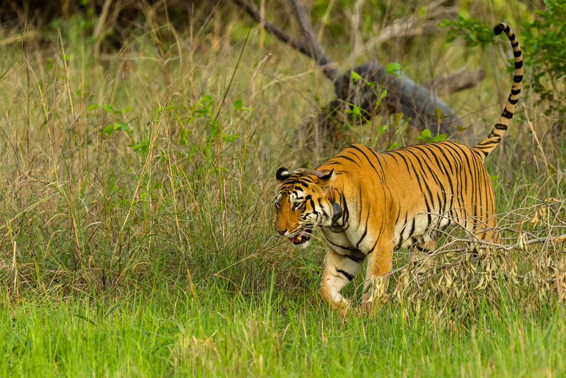 Forest landscape and wildlife habitat inside Navegaon Nagzira Tiger Reserve in Maharashtra