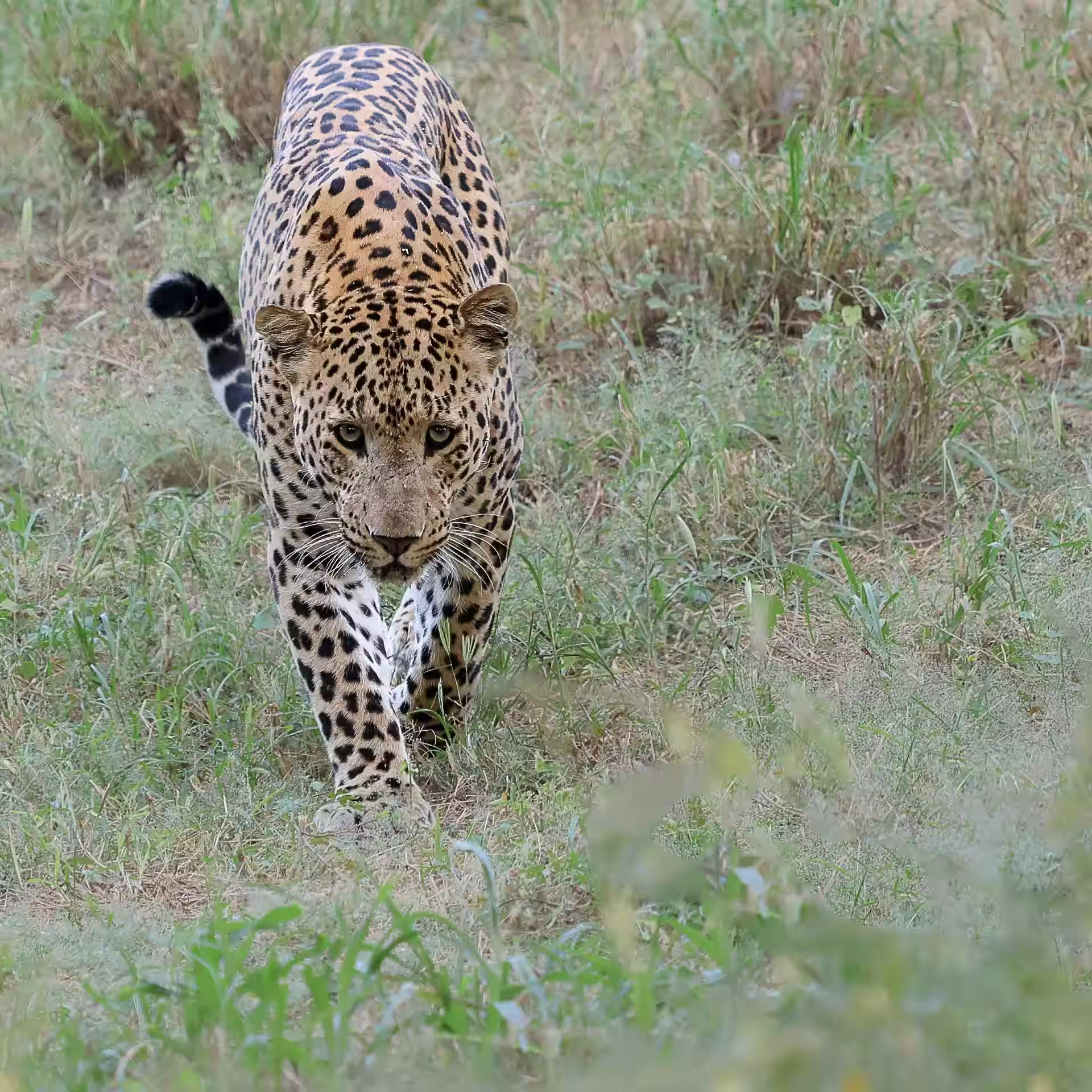 Leopard walking through forest in Nagarhole National Park Karnataka