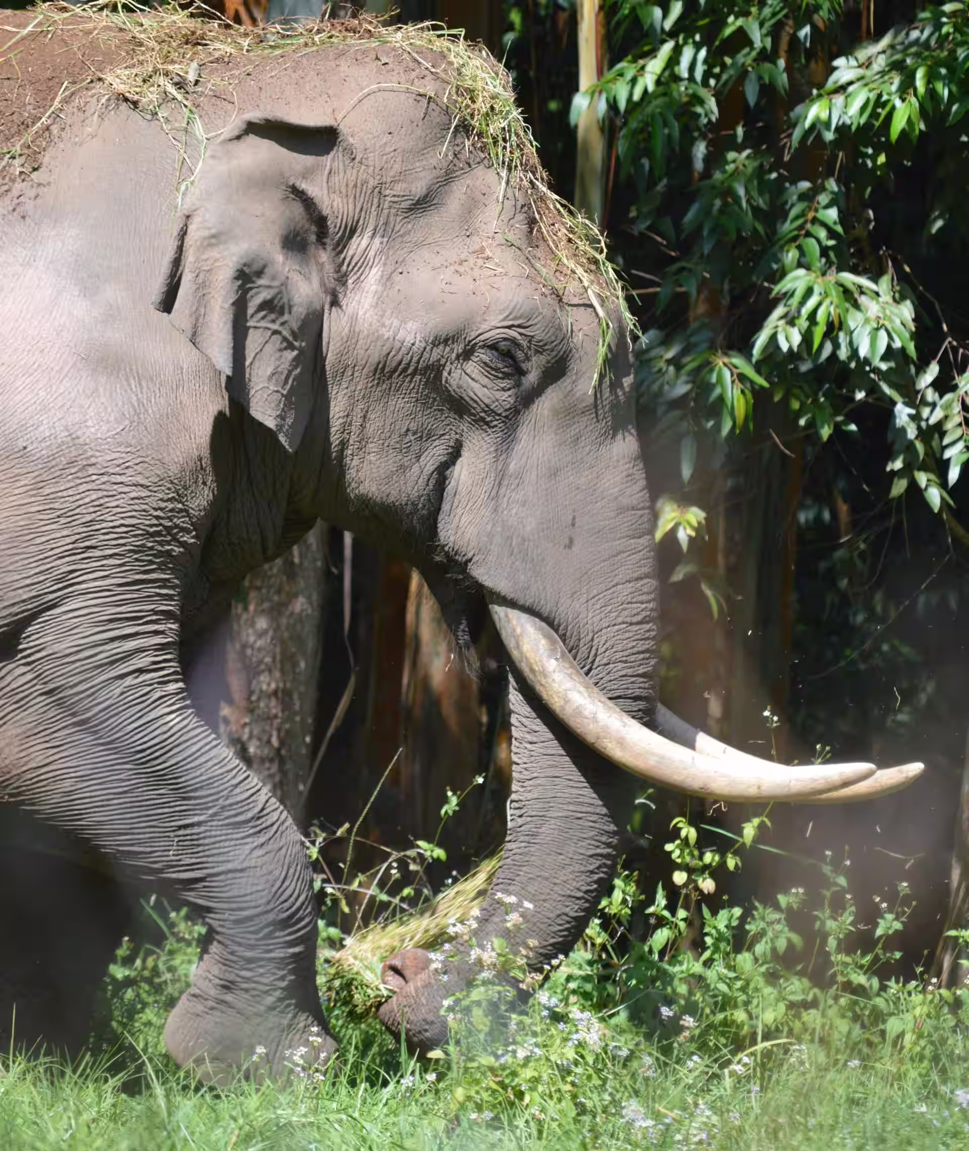 Wild elephant in forest area of Periyar Wildlife Sanctuary Kerala