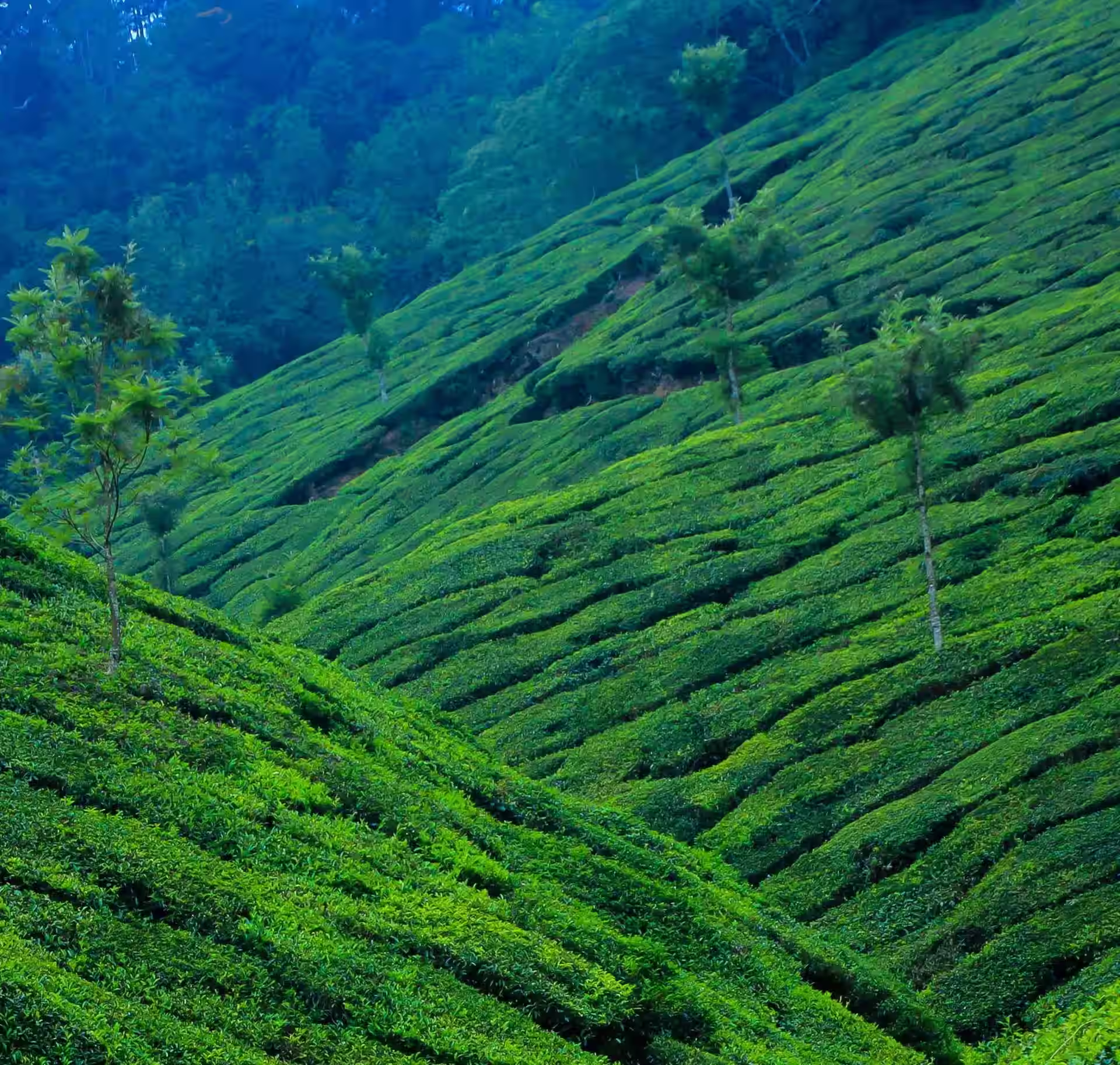 Dense rainforest landscape of Silent Valley National Park in Kerala