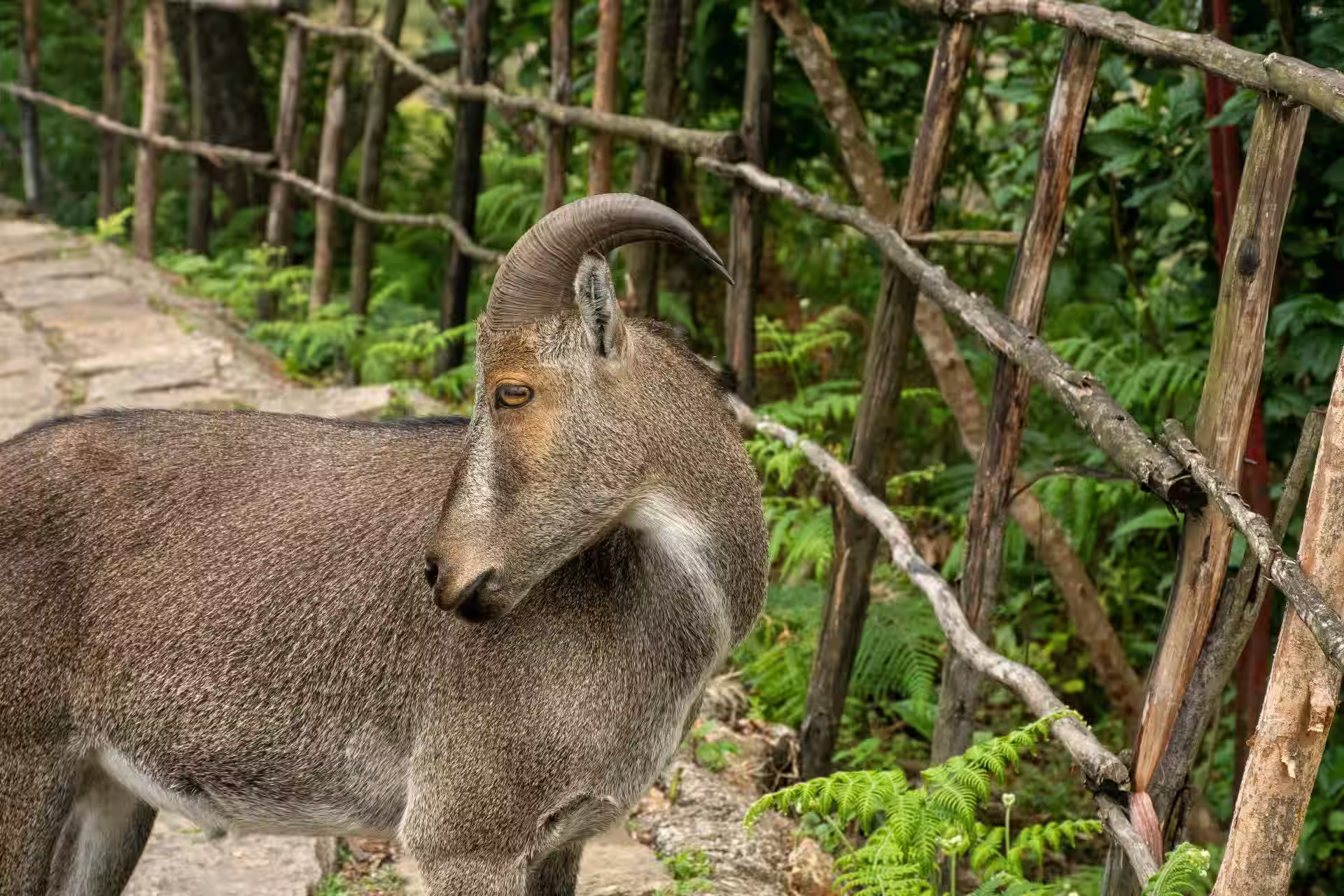 Nilgiri tahr in grasslands of Eravikulam National Park Kerala
